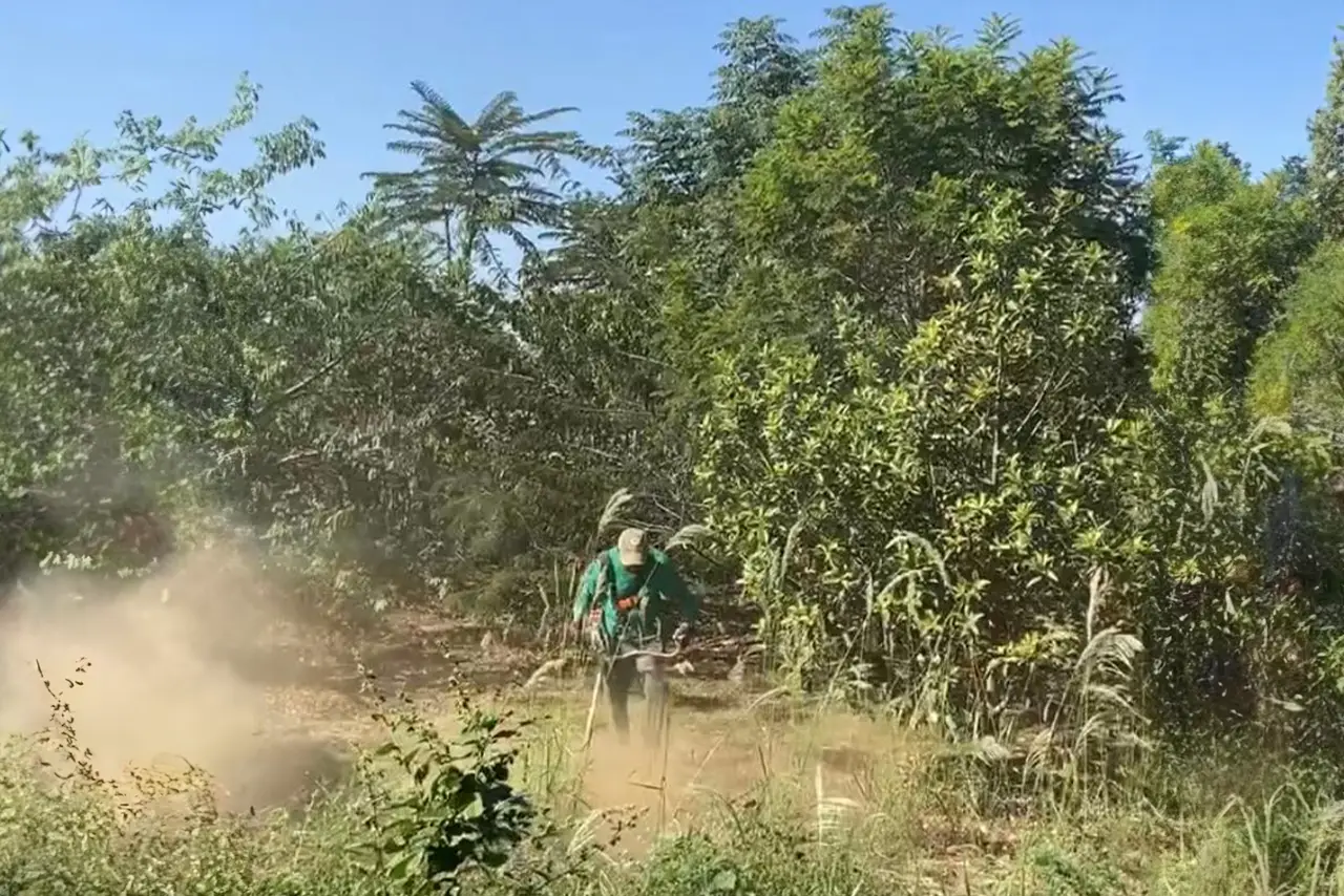 Manutenção e Reflorestamento com Fernando Campos Paisagismo em Limeira, SP